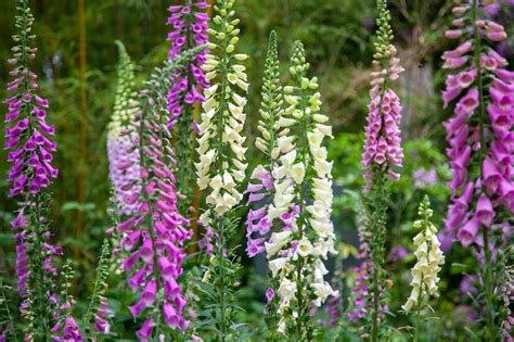 多年生草花種類|植えっぱなしで毎年花咲く「宿根草（多年草）」おす。